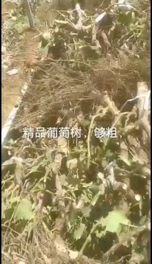 洛阳巨峰葡萄苗  大量供应，精品葡萄树，占地用，建园用均可，品种多，质量好