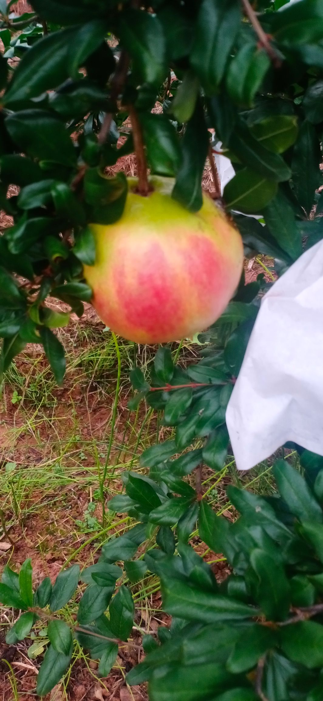 大凉山会理突尼斯软籽石榴