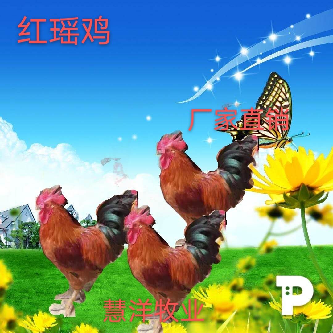 红瑶鸡苗 质量保证 厂家值销 诚信企