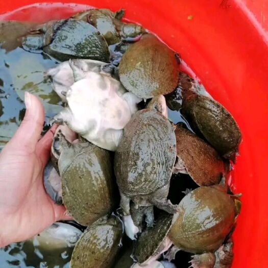南宁黄沙鳖苗  中华甲鱼苗，场地直供，品种齐成，苗靓成活率高。
