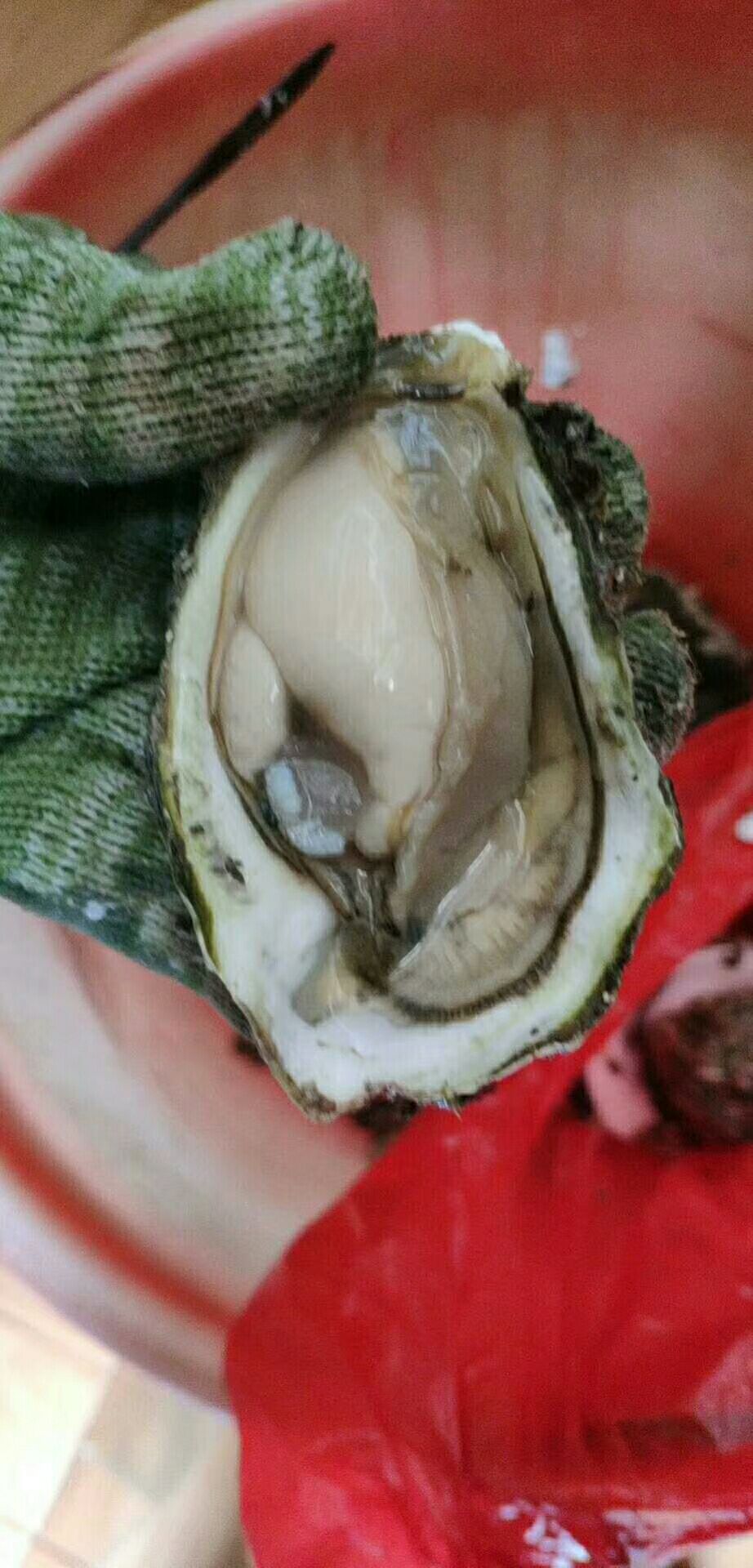 诏安湾生蚝 福建诏安湾深海蚝