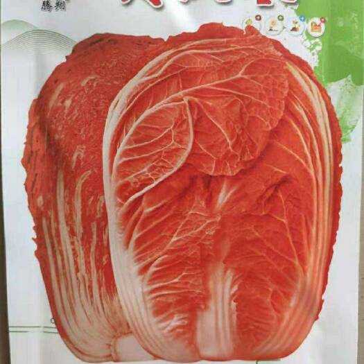 寿光市【山东寿光】白菜种子 水果白菜 火凤凰白菜种子 特色白菜种子