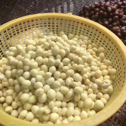 金湖县 大量供应2020芡实，鲜米，干米