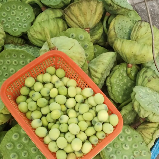 茶陵县 大量莲子有货批发