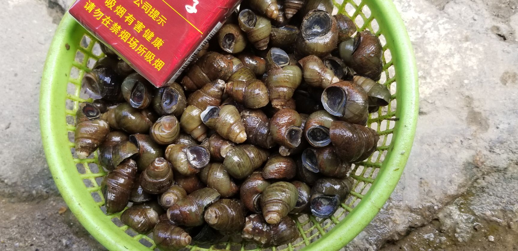 石螺  饲料螺 食用螺 质量保证 周边配送 长期稳定。