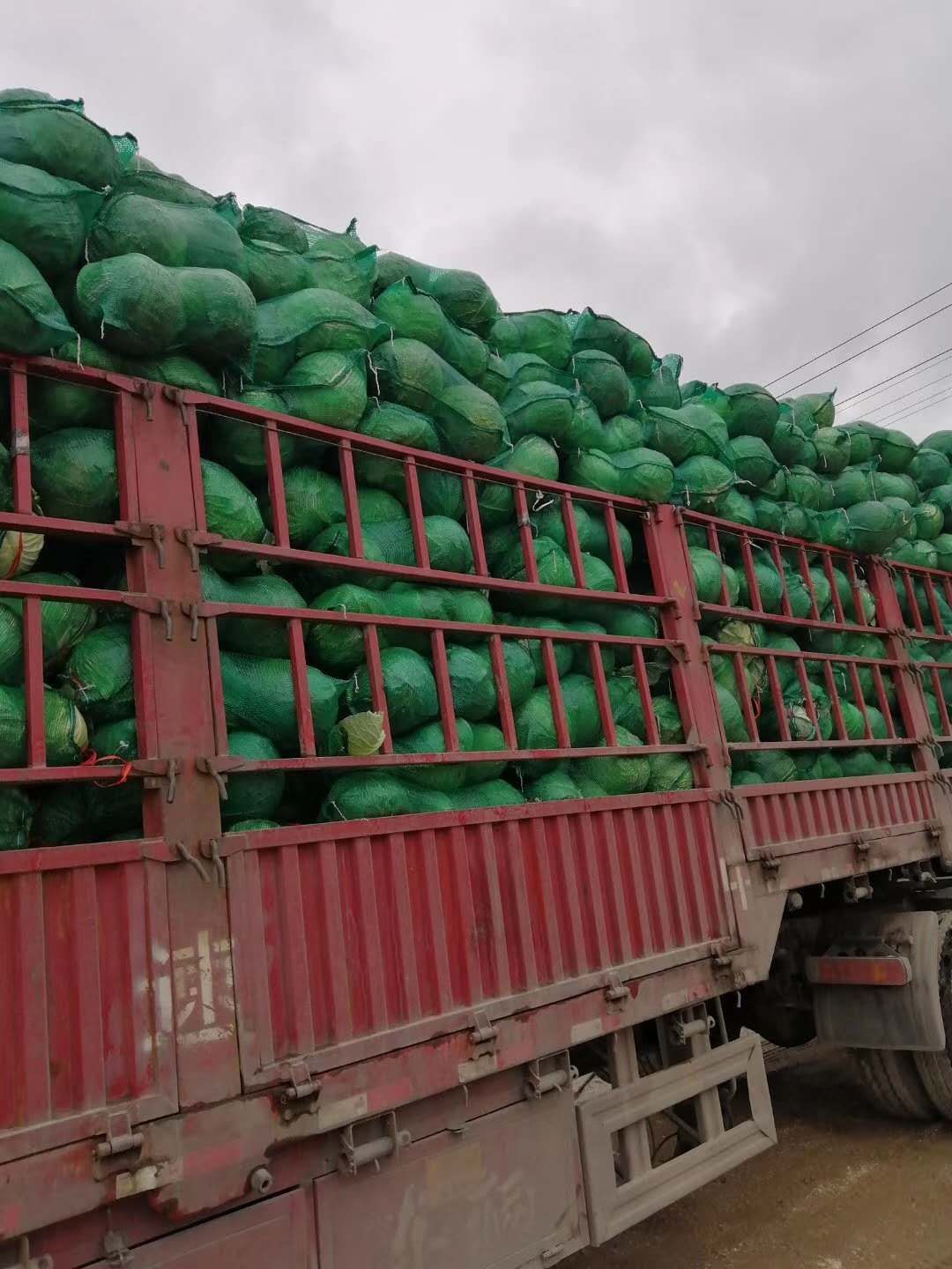包菜，莲花白包菜，大量上市，价格美丽，加工厂货，需要联系