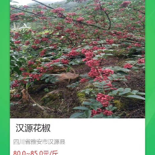 汉源县 汉源花椒贡椒