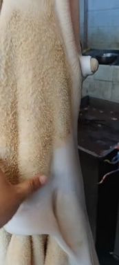 半成品牛肚