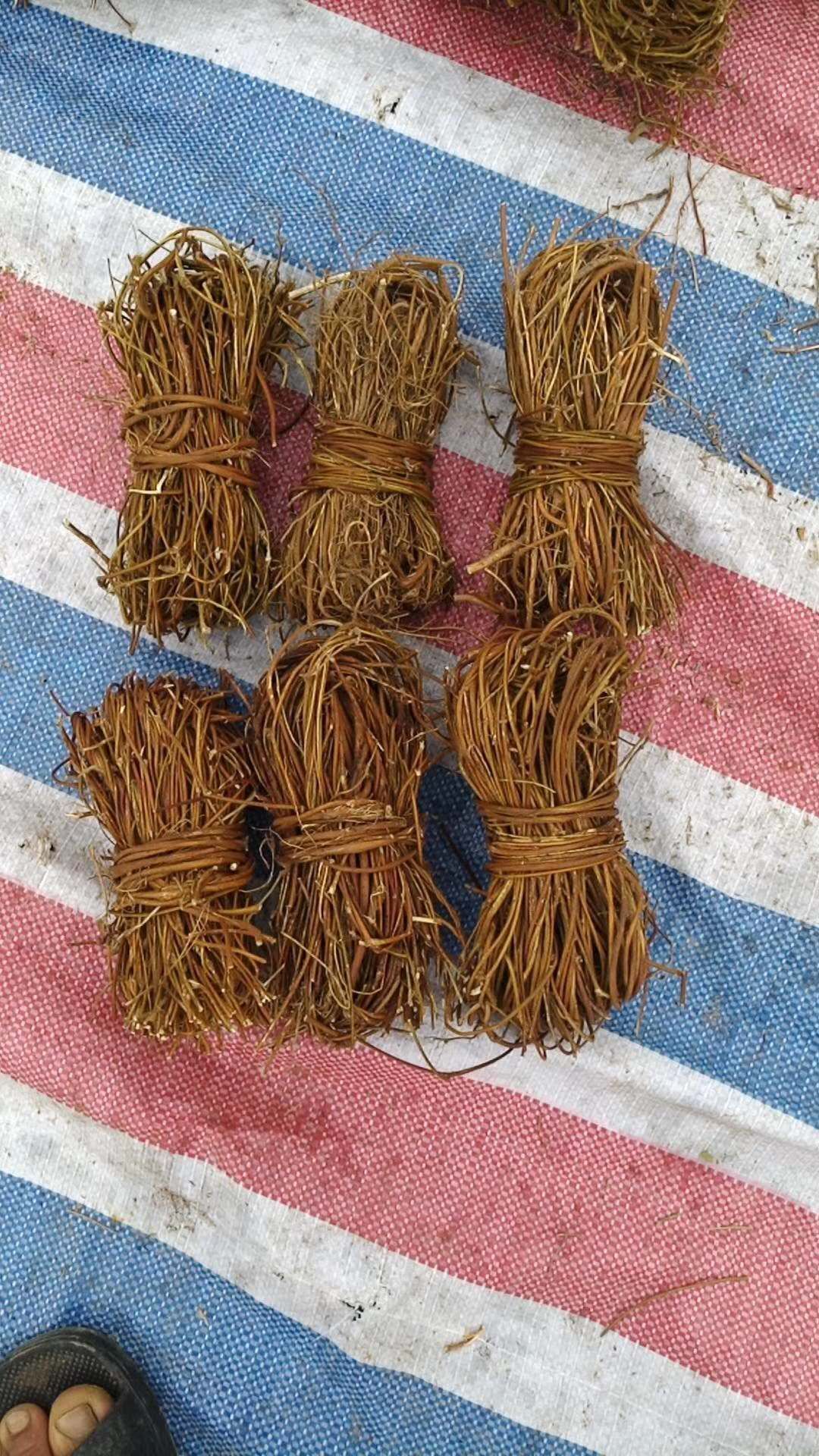 鸡骨草  广西骨草，新鲜干净无杂质，产地直销