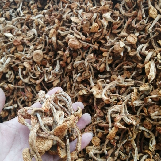 平泉市蘑菇 菇头，干净整齐，颜色好价格美丽，需要的预订