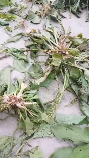 安龙县 贵州高山车前草，