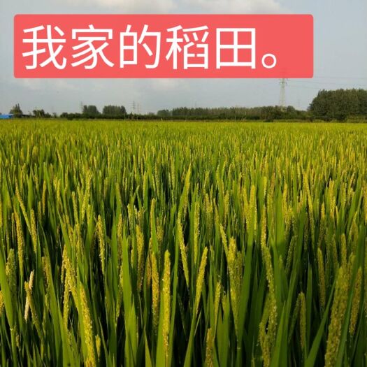 来安县 19年南粳46稻谷