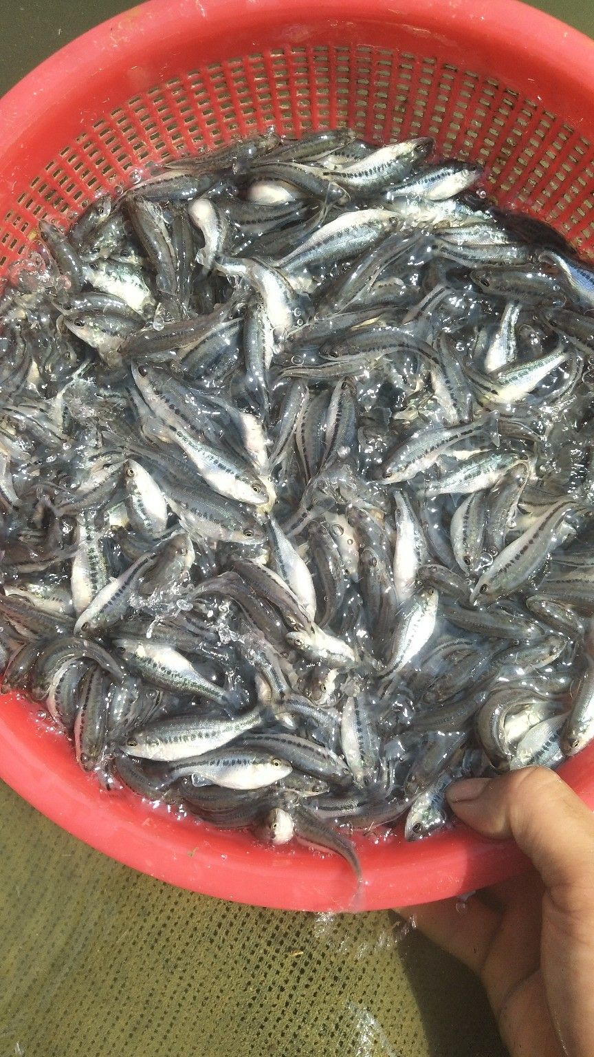 鲈鱼苗出售，成鱼价格好，养好就是挣钱，鲈鱼路亚，鲈鱼苗