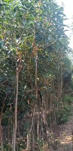 内乡县普通桂花树  低价出售流苏高杆嫁接桂花苗