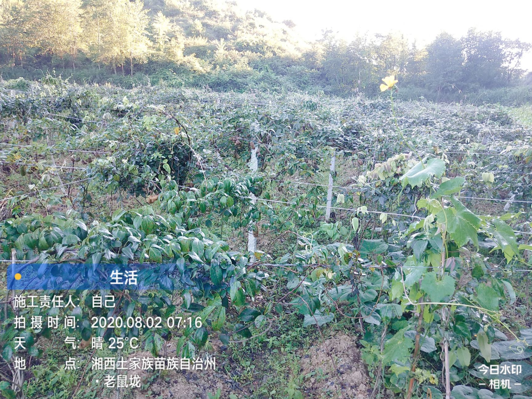麻皮八月瓜 女人吃了**养颜。通筋易消化。老少皆宜。黏黏甜甜的很好吃，