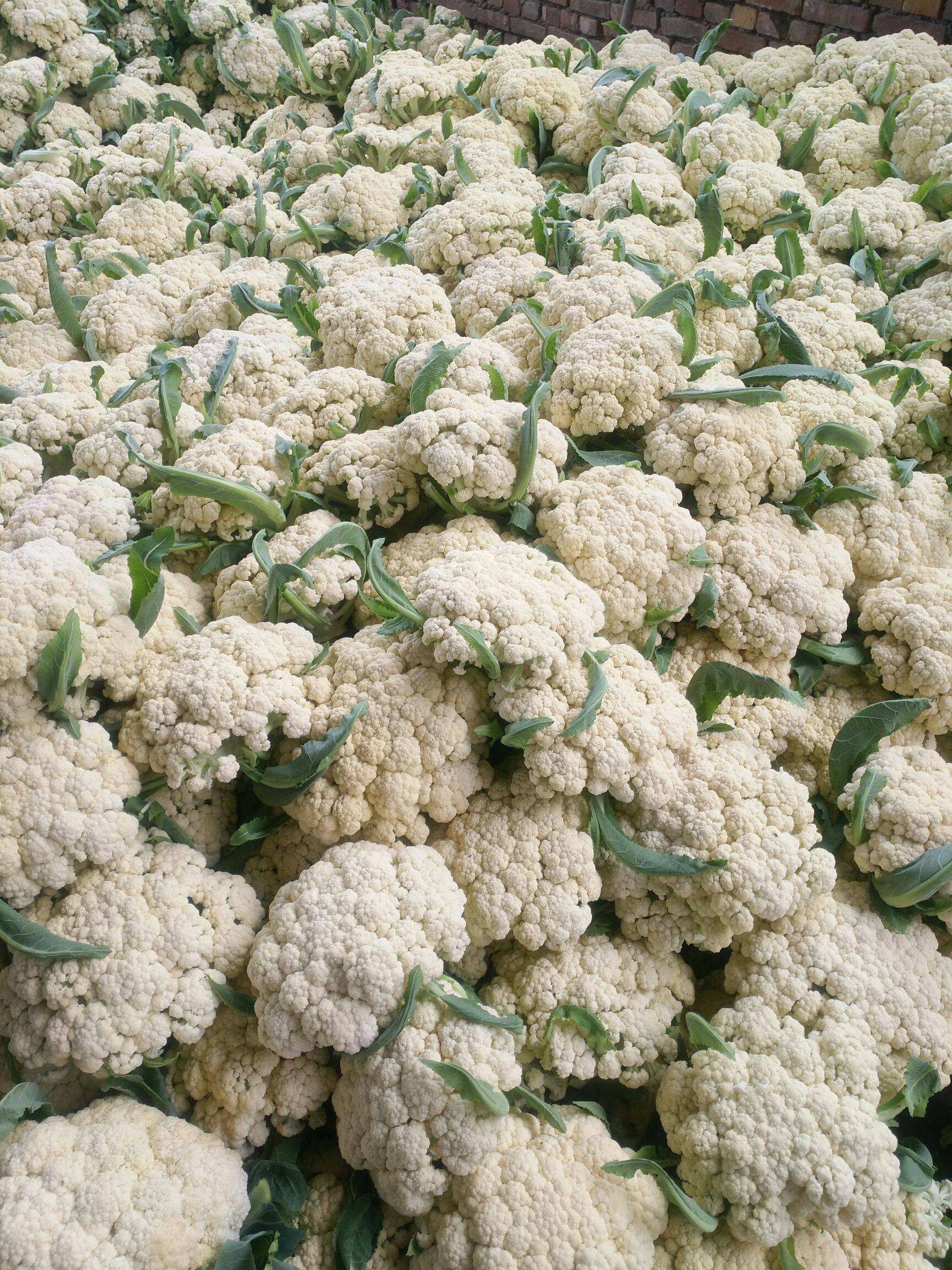 菜椒  花菜地头批发种中，欢迎采购