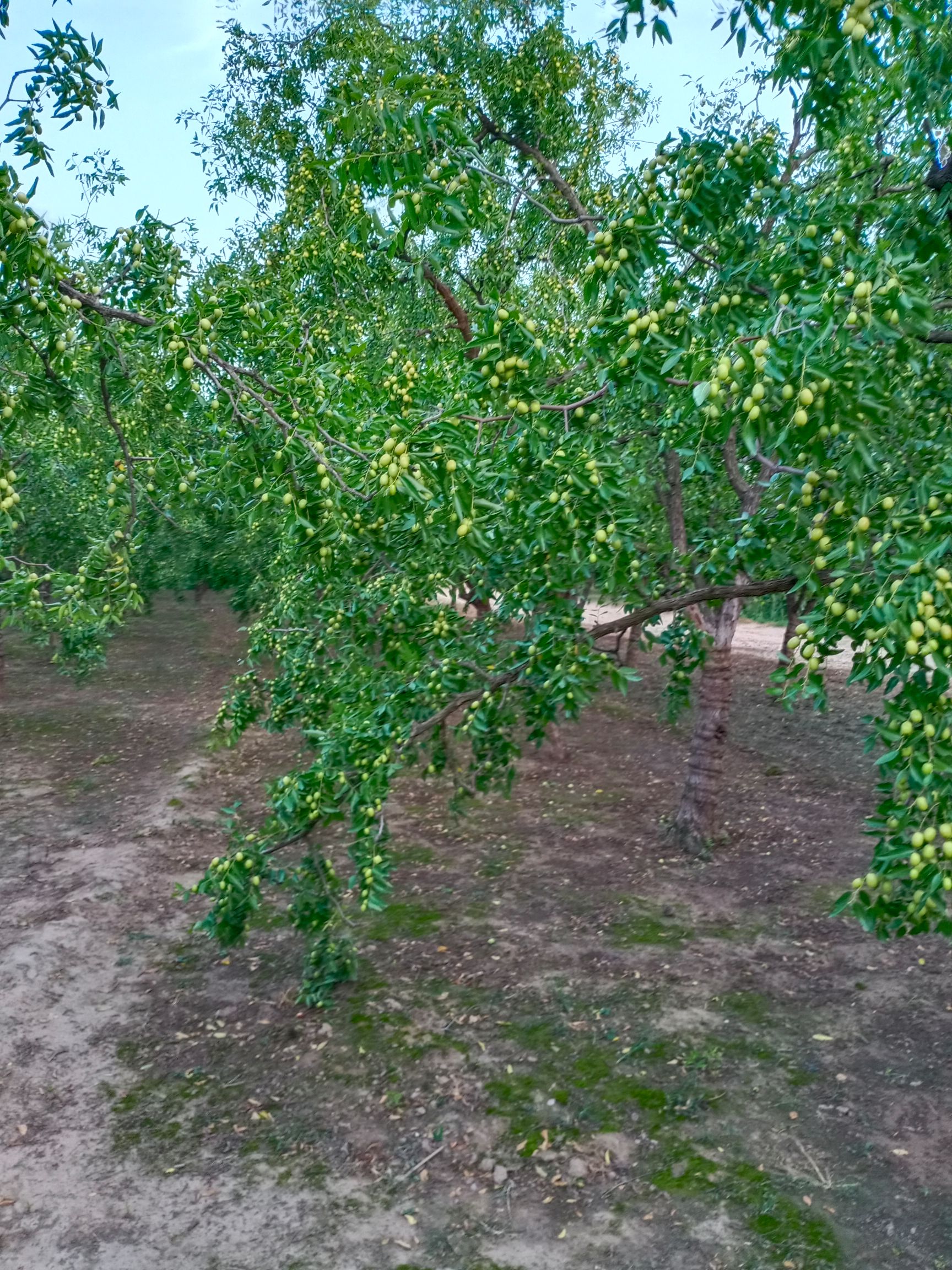  沧州金丝小枣脆枣