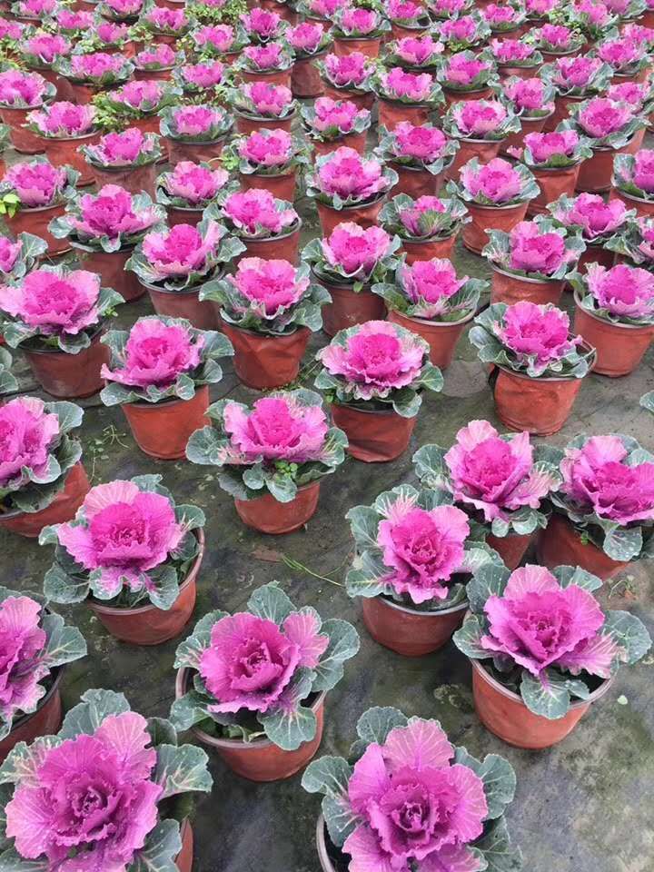 羽衣甘蓝 羽叶甘蓝