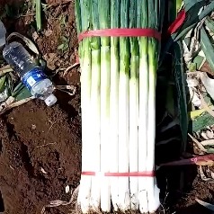  半铁杆大葱种子