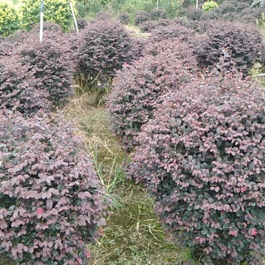 阳朔县黑珍珠红继木 精品红继木球，金叶女贞球形