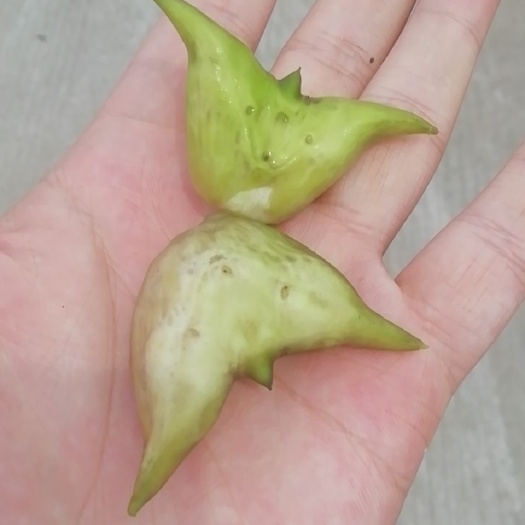 兴化市菱角 长期稳定供应，诚信第一