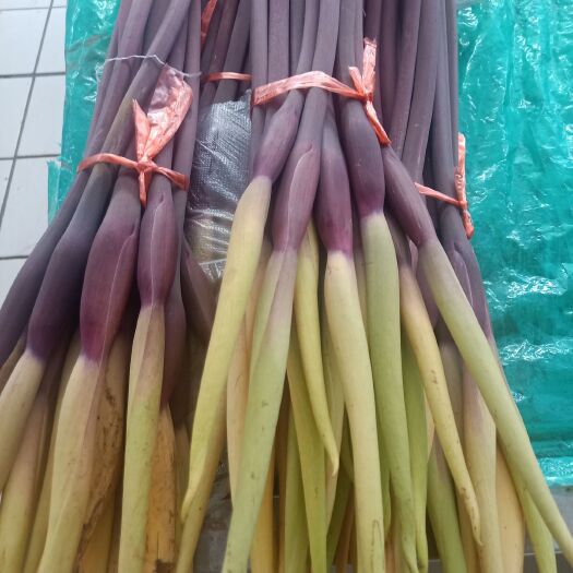 思茅芋梗  云南普洱芋头花_鲜货_现砍发货