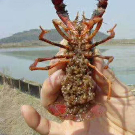 监利市 湖北优质小龙虾苗，小龙虾种苗，小龙虾种虾货到满意付尾款