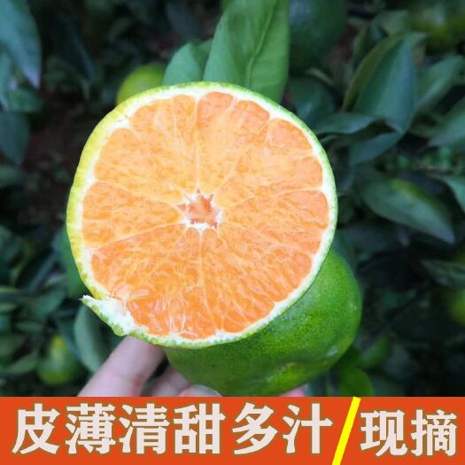 荣县 四川蜜桔自家种植新鲜橘子当季水果现摘现发无籽青皮5/10斤包