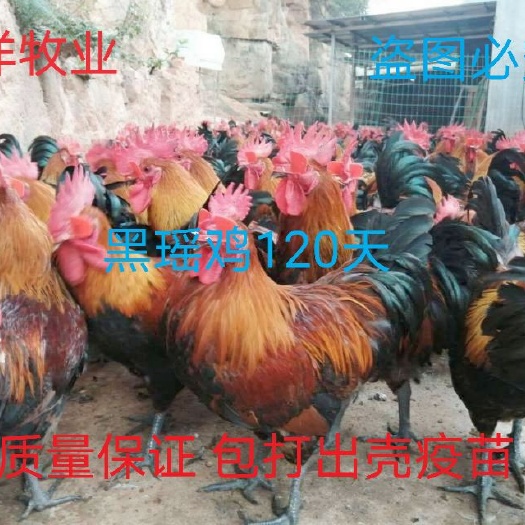 黑瑶鸡苗 质量可靠 诚信企业