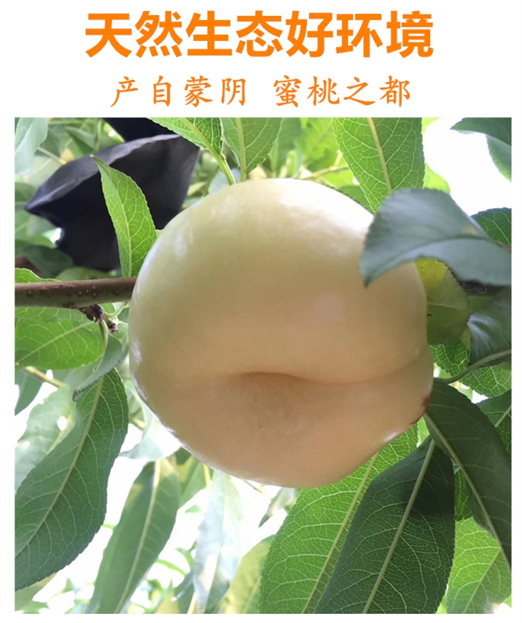  沂蒙山蜜桃奶油蟠桃白蟠桃水果桃子