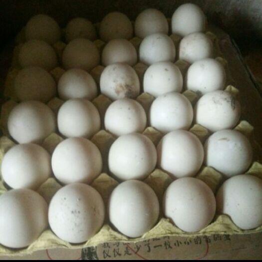 临漳县农场直发鸭蛋种蛋白番鸭蛋洋鸭蛋新鲜高品质鸭蛋支持一件代发