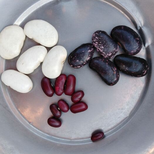 干白豌豆 主产区各种优质豆类