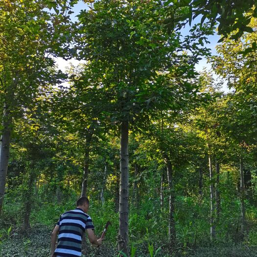 上饶 枫香树10/15，规格齐全，欢迎咨询与实地考察。