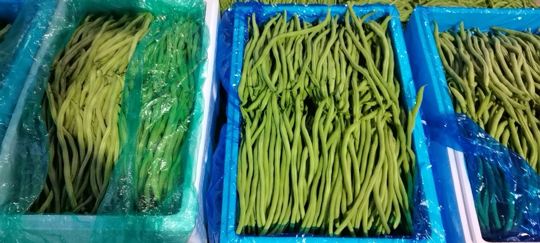 架豆王豆角  精品架豆王 无筋豆 绿无筋  四季豆