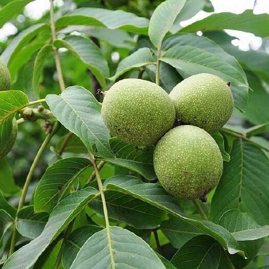 蒲县 干湿核桃 薄皮 生 新鲜 现摘 人工脱皮 包邮核桃