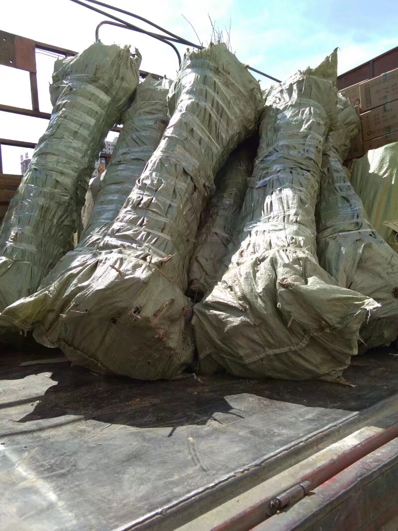  三季红枫   变色树种   质量好   价格低