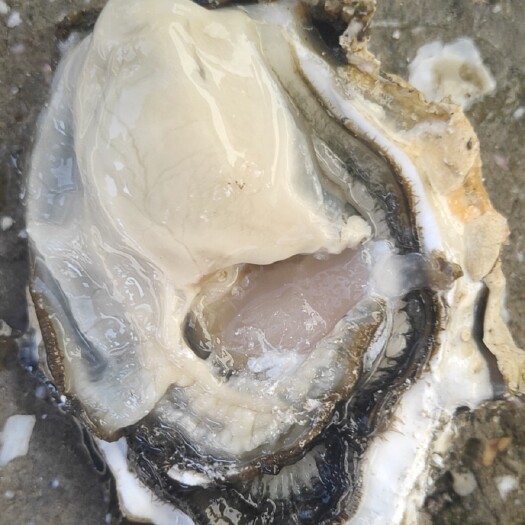 长海县三倍体生蚝 大连当地三倍体