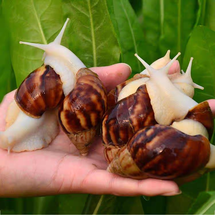 白玉蜗牛蛋！新手试养！育苗！