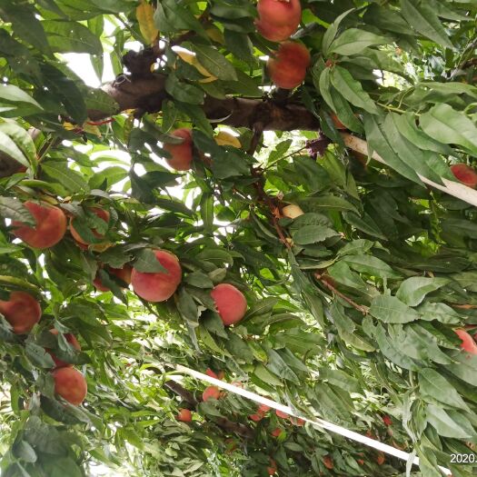 新乡红不软桃 脆甜红不软大量上市