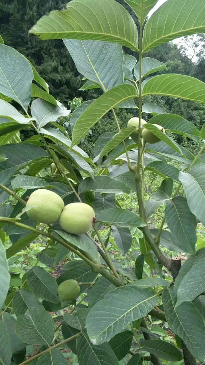 香玲核桃苗  香玲川早秦核1号优质核桃嫁接苗基地直发成活率高早熟壳薄丰产