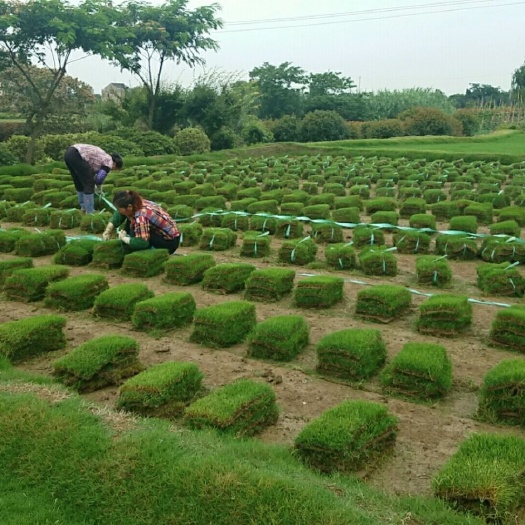 常州百慕大草坪，基地直销草坪，价格美丽，常年大量供应