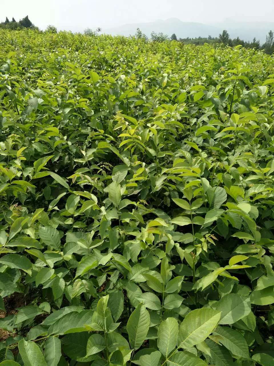 香玲核桃苗  香玲川早秦核1号优质核桃嫁接苗基地直发成活率高早熟壳薄丰产