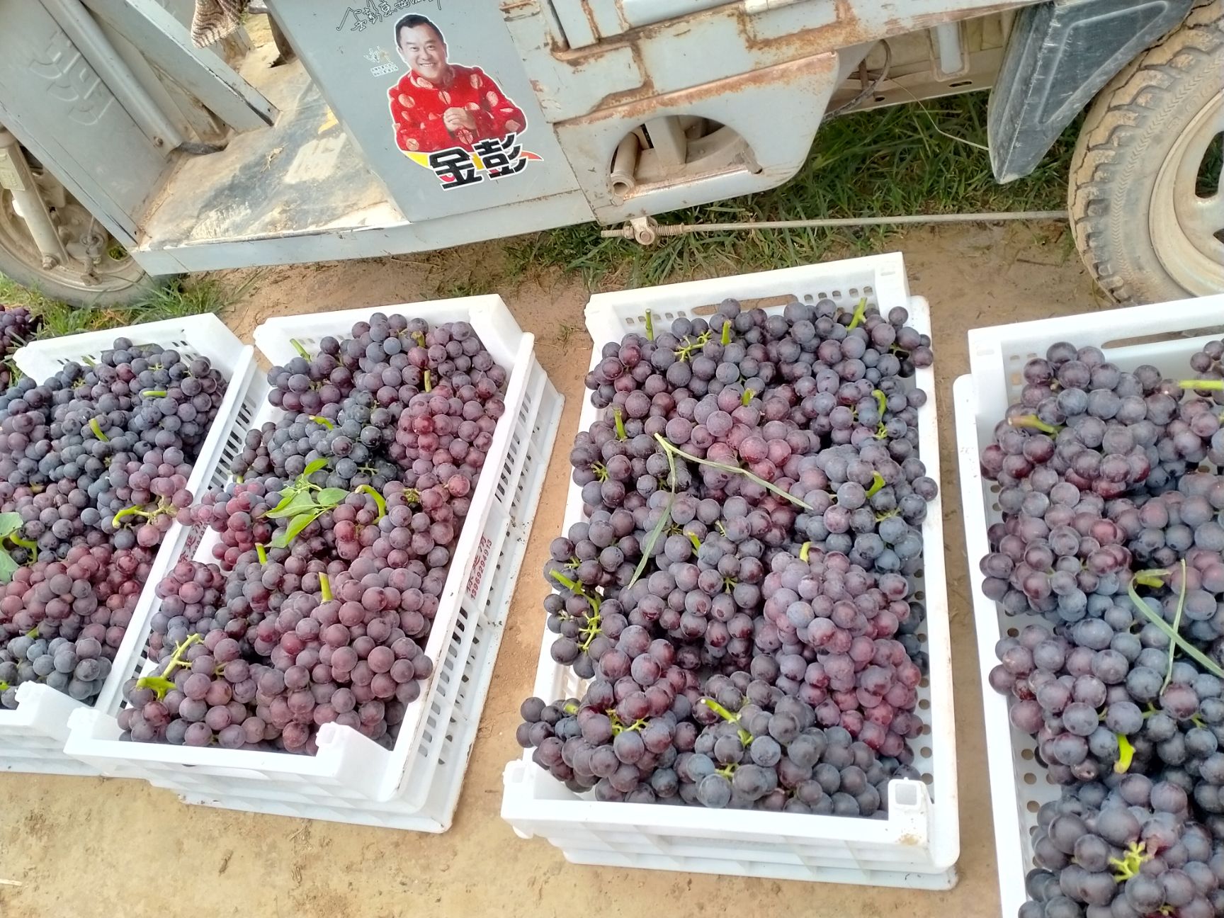 美丽鲜艳的夏黑葡萄上市了