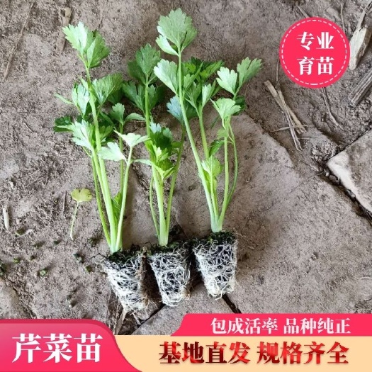 惠民县百亩 法国皇后芹菜苗