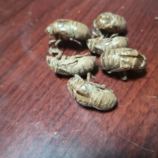 阳城县 金蝉皮，蝉蜕