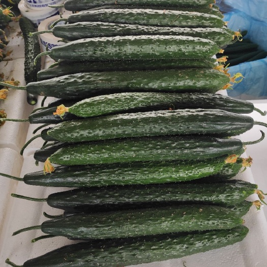 临沂密刺黄瓜  黄瓜 青瓜 露地黄瓜 绿色农品 露天黄瓜高品质