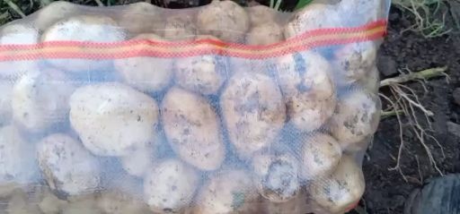 长春 荷兰土豆，尤金土豆。杠三七土豆。