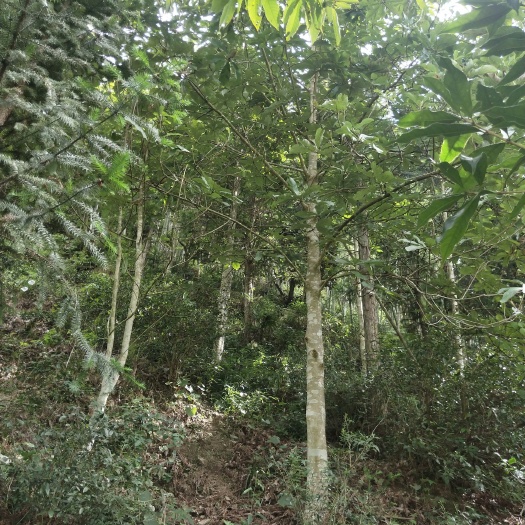 武夷山市大叶朴 厚朴皮
