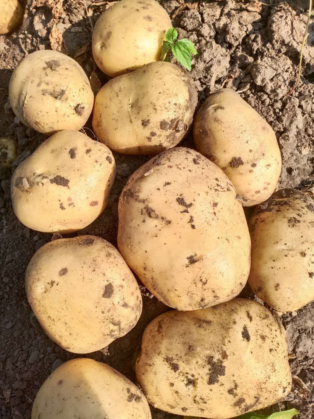 杠三七上市， 土豆个头大，颜色好