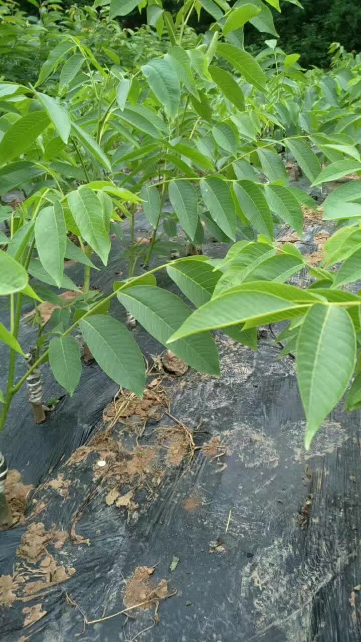 香玲核桃苗  香玲川早秦核1号优质核桃嫁接苗基地直发成活率高早熟壳薄丰产